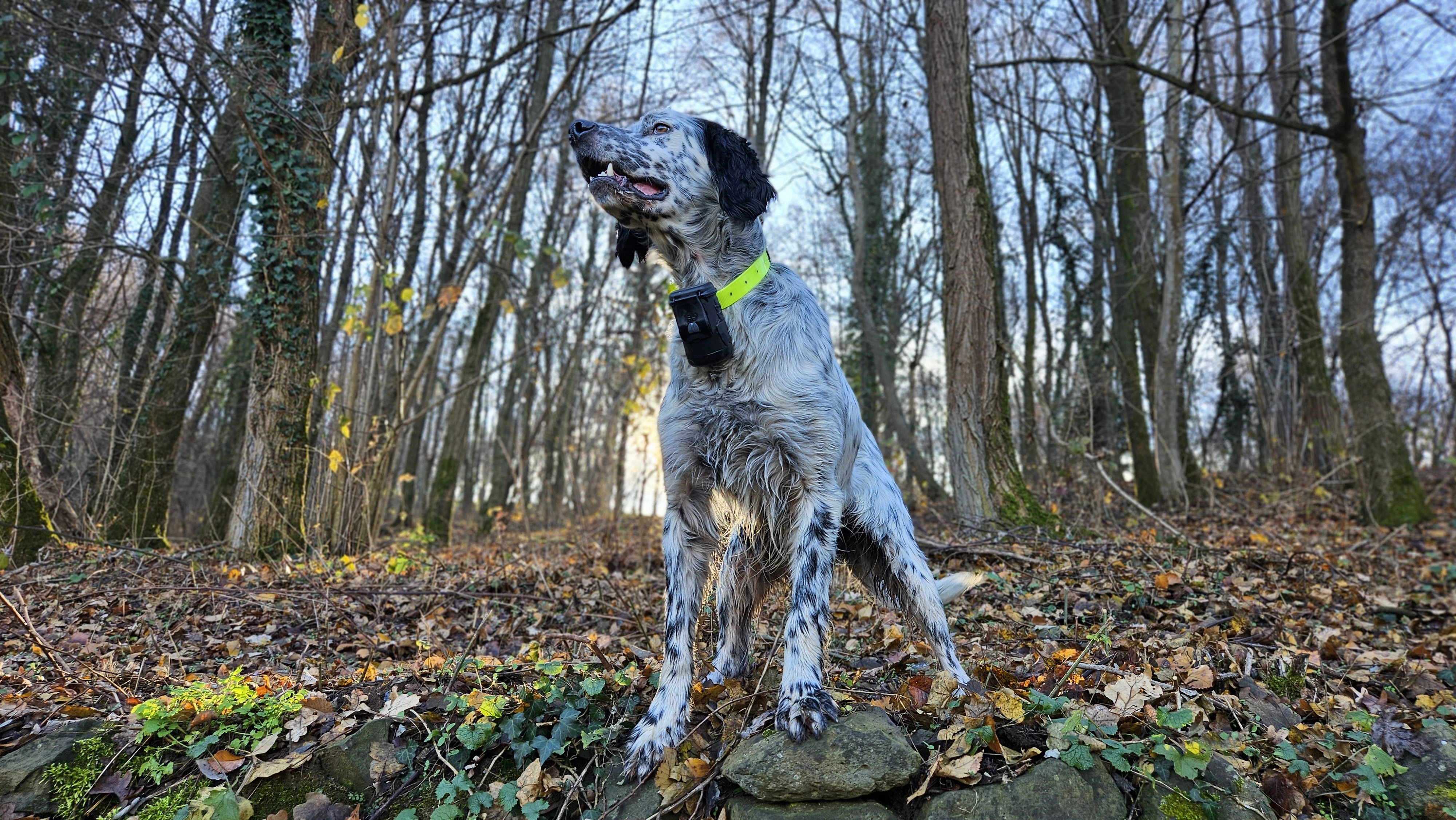 Sfondo foresta con cane