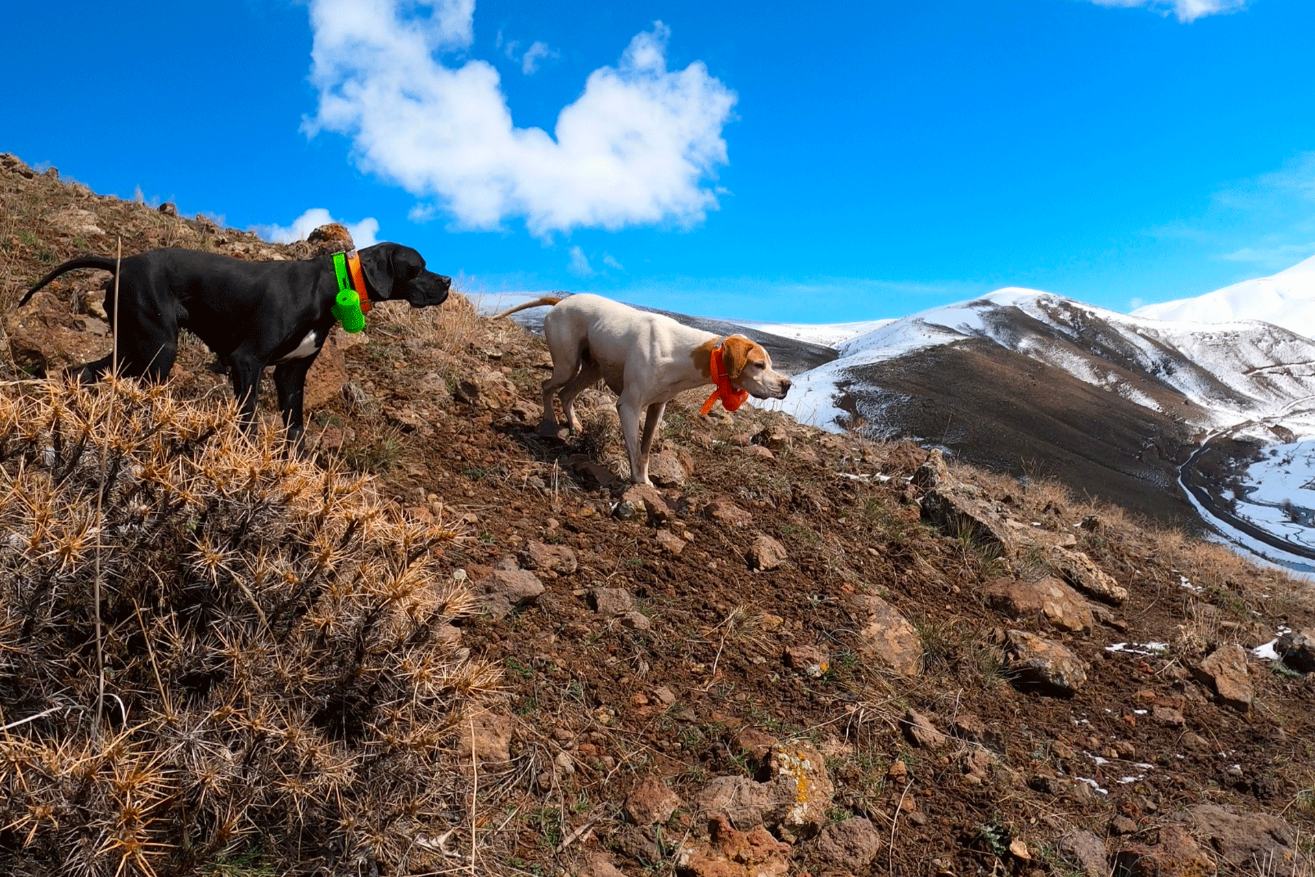 Sfondo montagna con cani